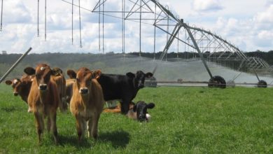 irrigação de pastagem