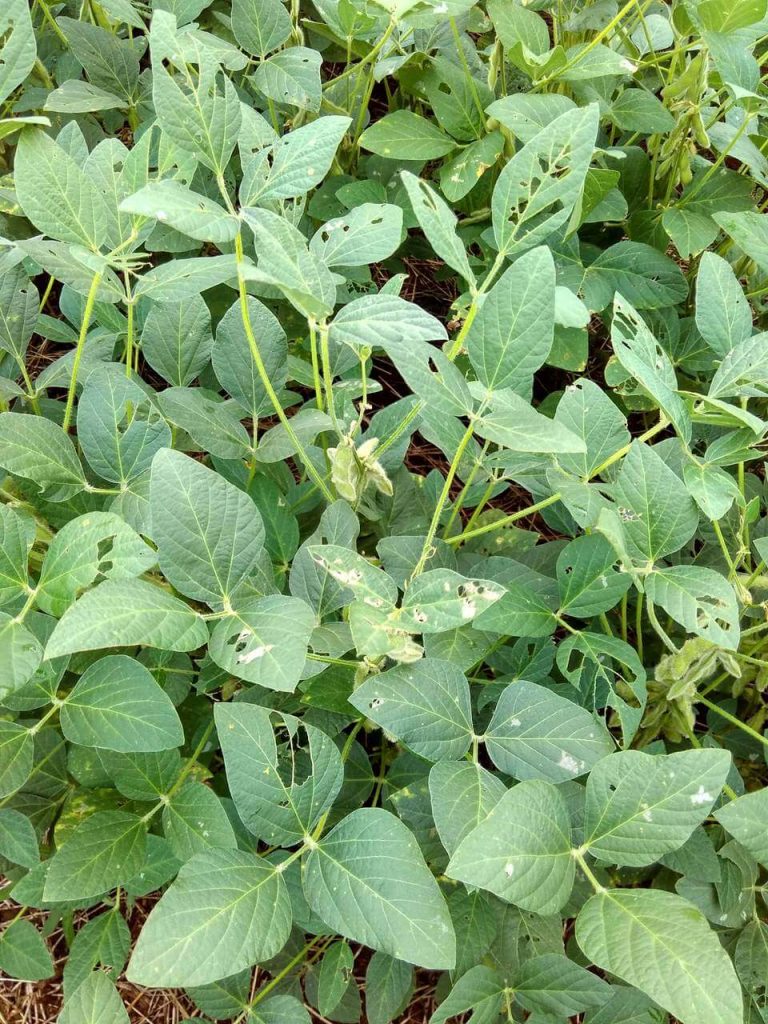 Plantas prejudicadas por falta de controle fitossanitário (aplicação de defensivos)