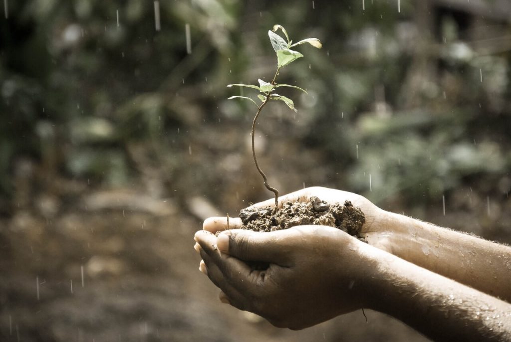 Mãos segurando muda de planta