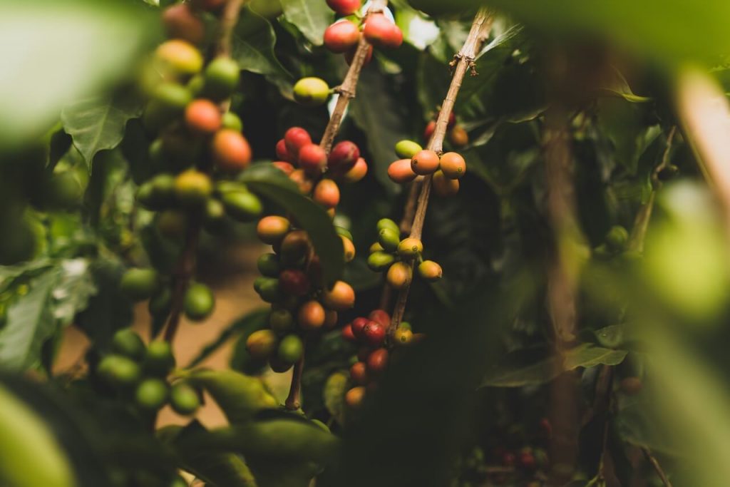 Grãos de café maduros