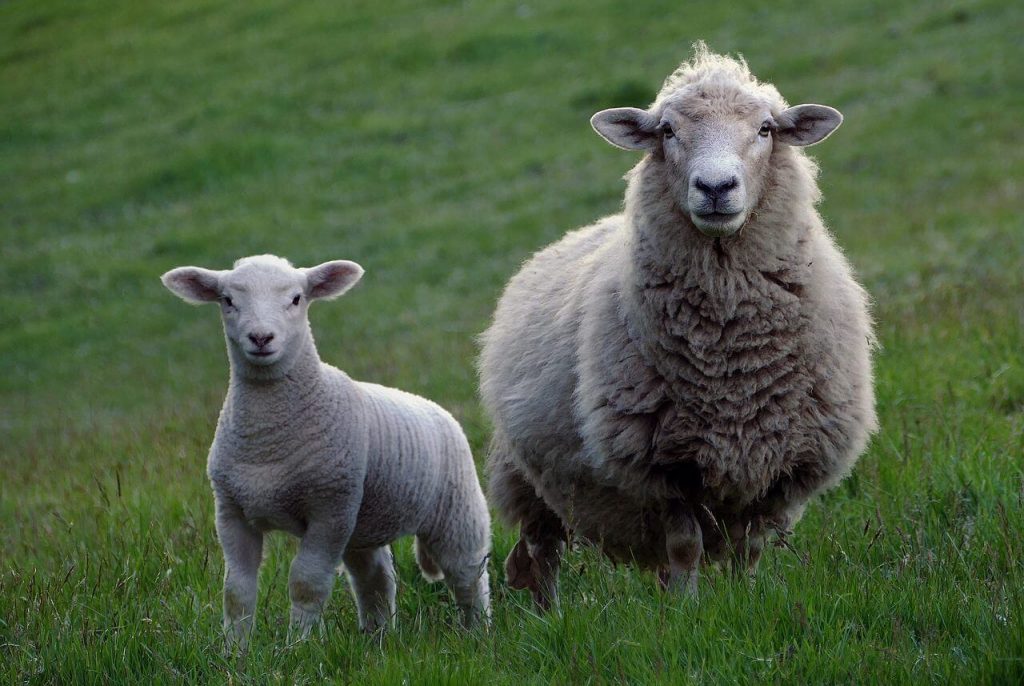 Foto de ovelhas no pasto