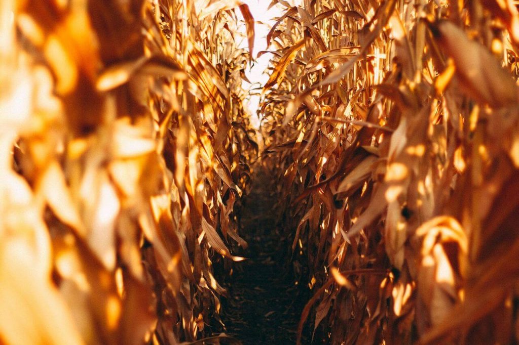Foto de Campo de Milho