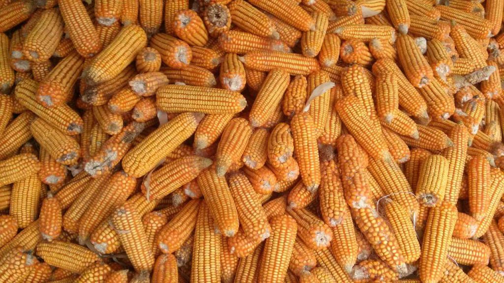 Foto de espigas de milho colhidas
