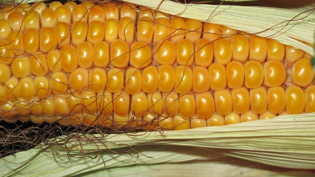 Foto de espiga de milho