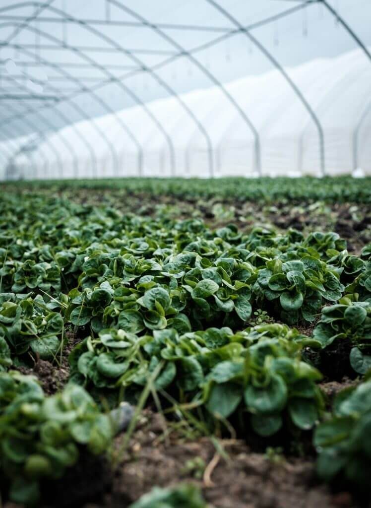 Foto de um cultivo em estufa