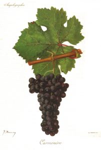 Imagem da Uva Carménère