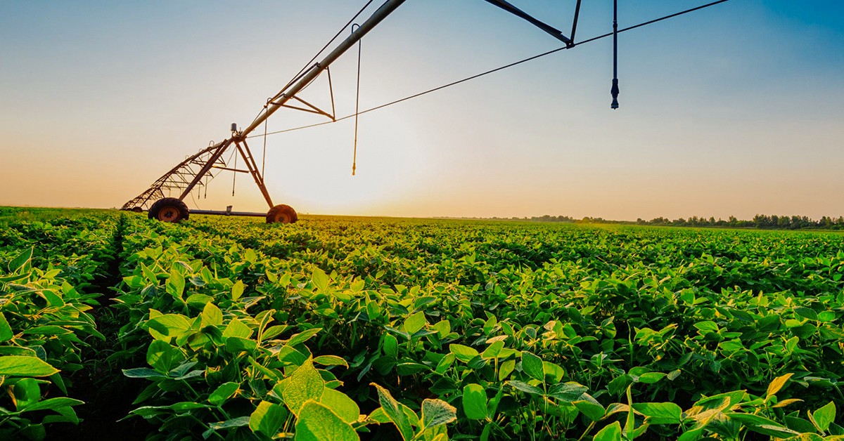 As Plantações de Soja e o Impacto Ambiental causado na Água e Solo