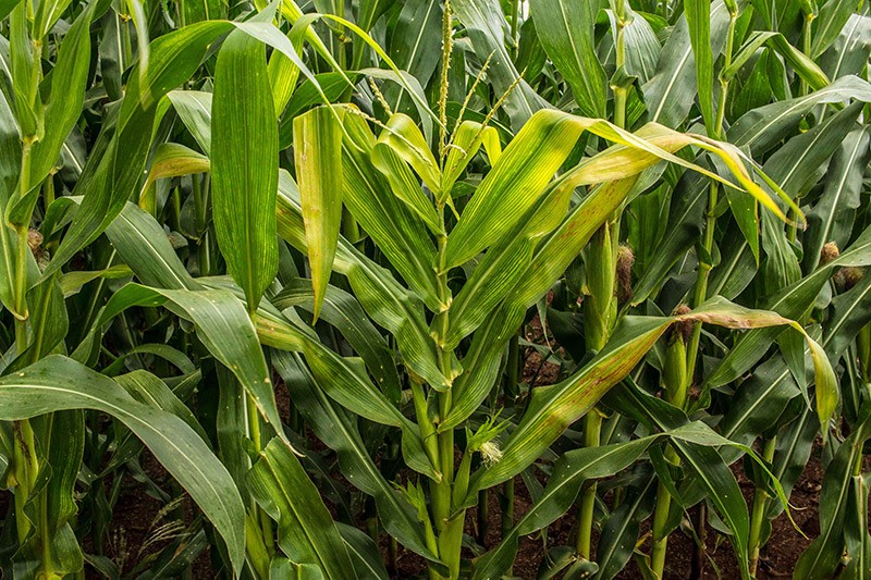 Imagem de plantas de milho contaminadas pelo enfezamento pálido