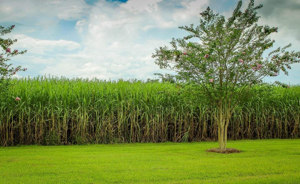 Plantação cana de açucar