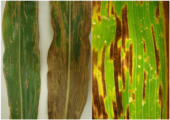 Imagem comparativa de três folhas de milho com diferentes estágios de lesões