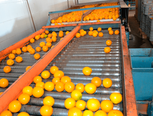 Citros rolando sobre uma esteira de seleção dos frutos