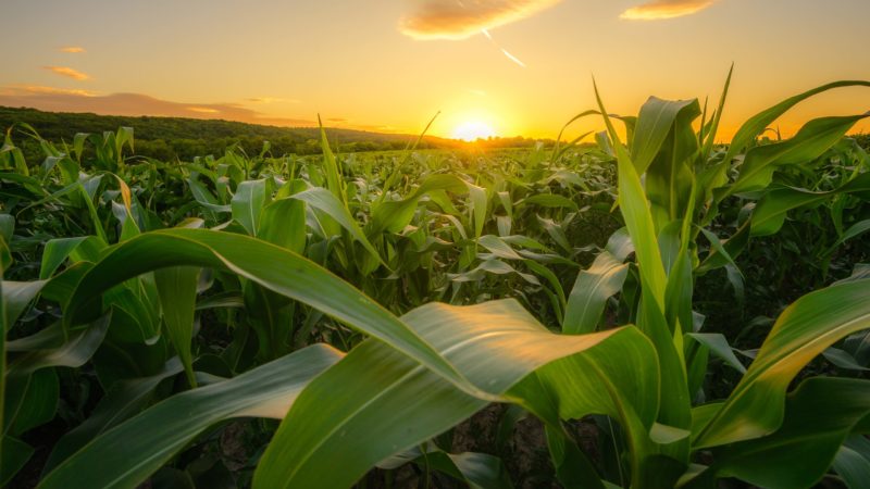 Manejo De Irrigação No Milho Pode Colaborar Para O Aumento Da Produtividade  » AgroSmart