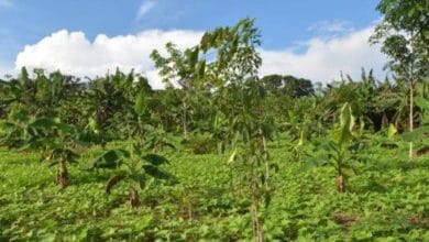 pagamento por serviços ambientais