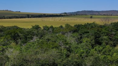 agricultura de baixo carbono