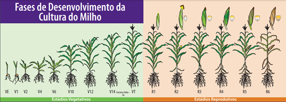 Manejo de irrigação: entendendo a fenologia das culturas 