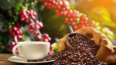 cafeicultura sustentável