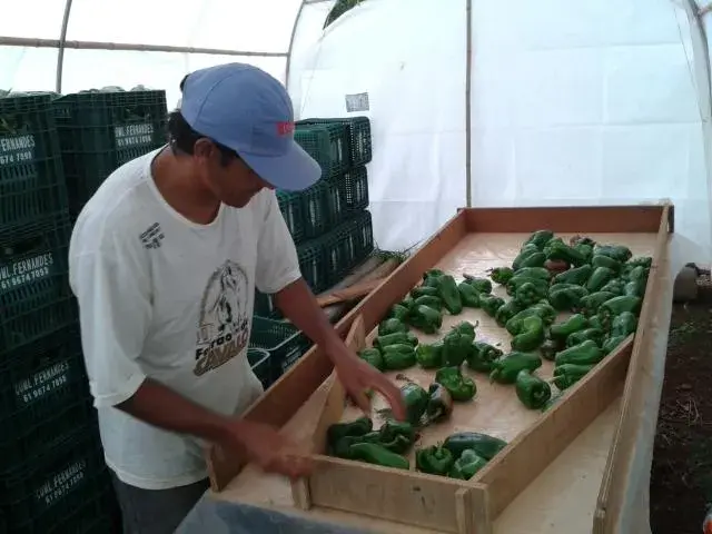 Agricultura familiar em foco