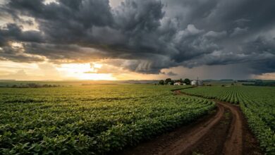 Lavoura sob céu de tempestade representando risco climático no agronegócio brasileiro.