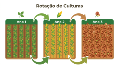 rotação de culturas
