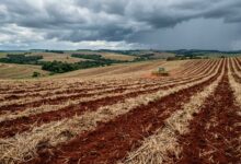 Zoneamento agrícola de risco climático: lavoura de soja recém-semeada no Paraná