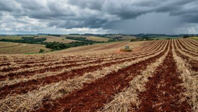 Zoneamento agrícola de risco climático: lavoura de soja recém-semeada no Paraná