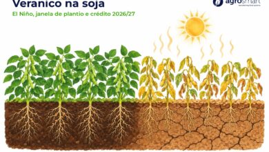 Ilustração de lavoura de soja sob veranico causado pelo El Niño, com solo úmido e solo seco